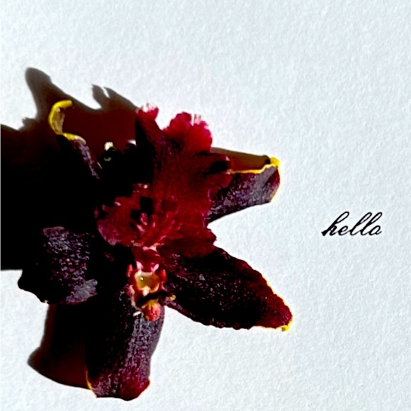 ‘Mimulus ringens’ (Monkey Flower) Antique Color Lithograph Print - Picture 5 of 5